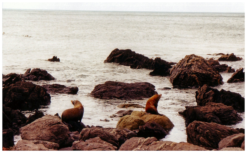 07 - Cap Palliser (4).jpg